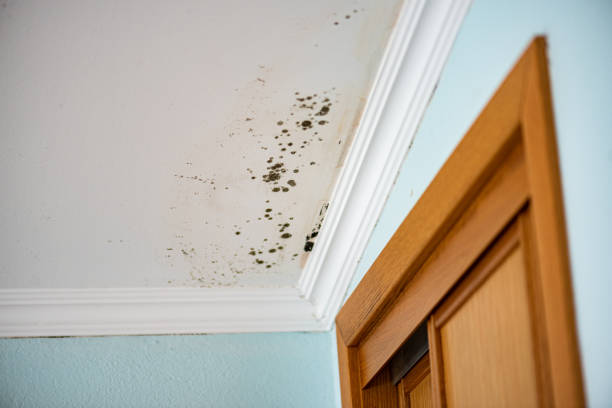 Best Residential Mold Removal  in Mercersburg, PA