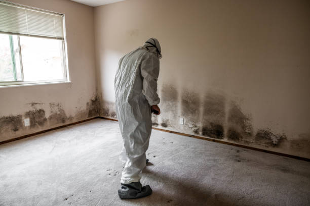 Certified Mold Removal in Mercersburg, PA