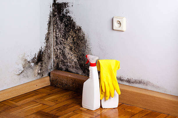 Best Emergency Mold Removal  in Mercersburg, PA