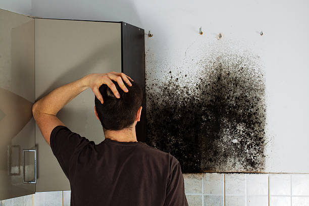 Best Professional Mold Removal  in Mercersburg, PA