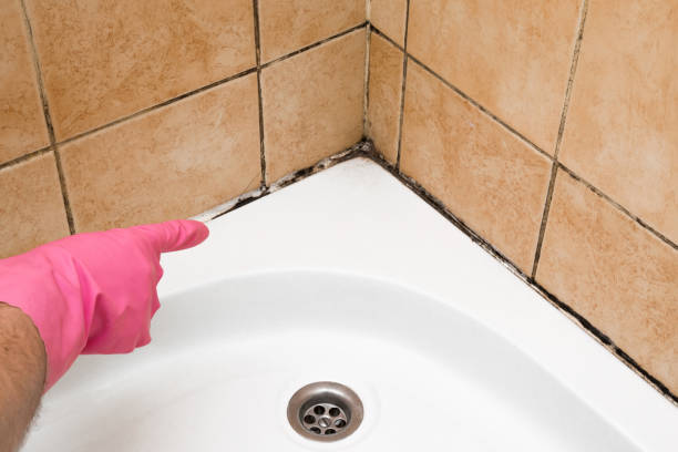 Best Attic Mold Removal  in Mercersburg, PA