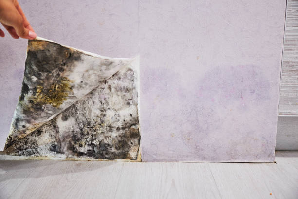 Mold Testing and Removal in Mercersburg, PA
